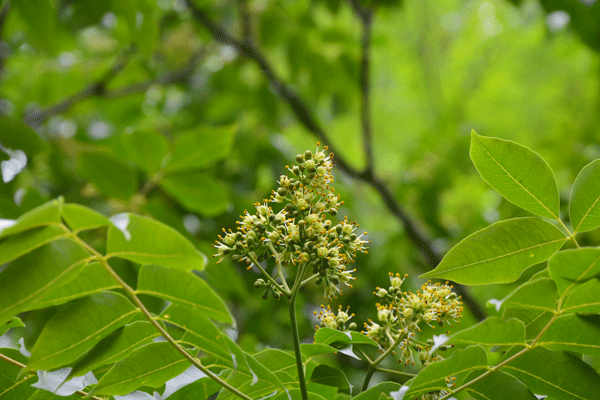 JAF-365 芸香科吴茱萸属臭辣吴萸.gif