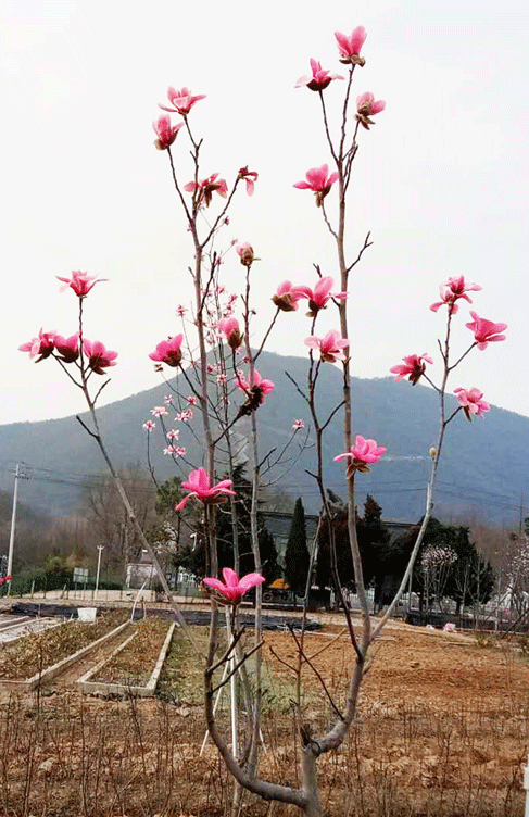 JAF-374 木兰科木兰属红花玉兰（五峰玉兰）.gif