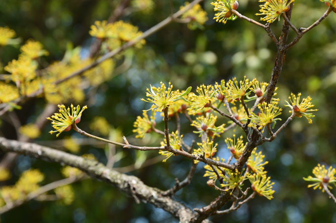 山茱萸科山茱萸属山茱萸 Cornus officinalis Sieb. et Zucc.  (4).jpg